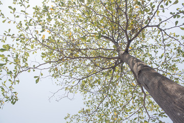 Fototapeta premium tree with green leaves on cleary sky. bottom view