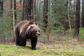 Fototapeta premium brown bear (Ursus arctos) in winter forest