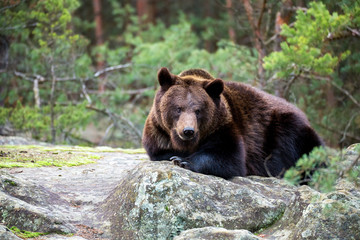 brown bear (Ursus arctos) in winter forest