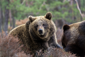 Obraz premium brown bear (Ursus arctos) in winter forest