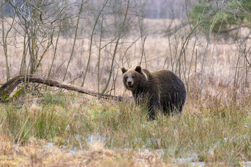 brown bear (Ursus arctos) in winter forest