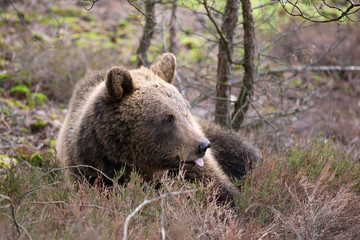 Obraz na płótnie Canvas brown bear (Ursus arctos) in winter forest