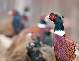 Male pheasant on the farm