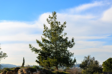 Tall pine tree
