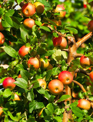 A branch with red apples