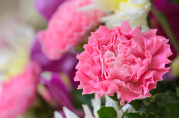 Dianthus flowers, pink carnation in bouquet