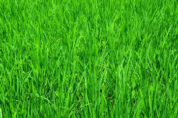 Green grass. Rice field