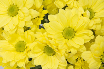 bouquet of yellow daisies