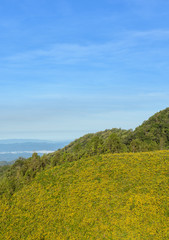 Fototapeta premium Mountain nature landscape with wild Mexican sunflower valley (Tung Bua Tong ) at Doi Mea U Koh in Maehongson Province, Thailand.