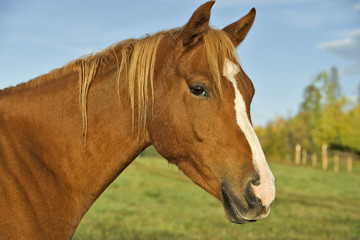 Chestnut Arabian Horse at pasture, portrait closeup