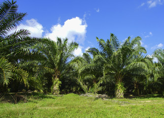 Fototapeta na wymiar Beautiful formation of palm tree under deep blue sky. vibrant co