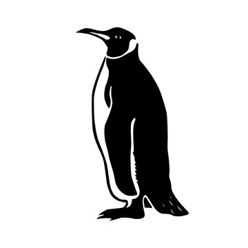 black penguin vector illustration