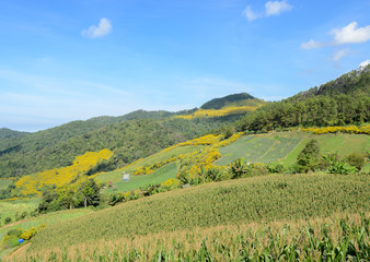 Fototapeta na wymiar Mountain landscape with terrace corn field in Meahongson, Thailad
