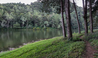 Scenic view of pine tree with lake in the evening at Pang Oung national park in Mae Hong Son, Thailand