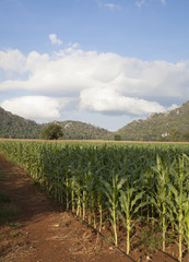 Fototapeta na wymiar Green field with corn