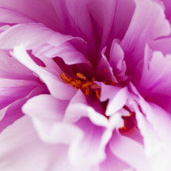 Fototapeta na wymiar Pink flower, close up