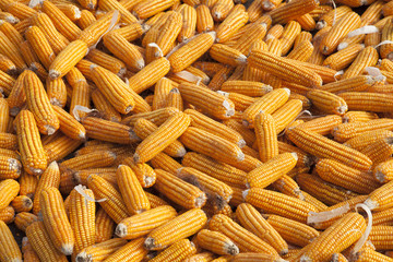 Dried corn