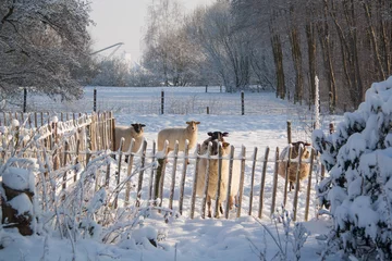 Foto auf Leinwand Drenthe Heideschaf Schoonebeekers, im Schnee in den Niederlanden © Leandervasse