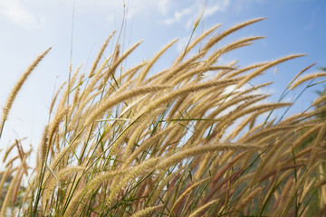 Fluffy grass