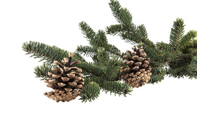 Christmas tree branch with pine cones