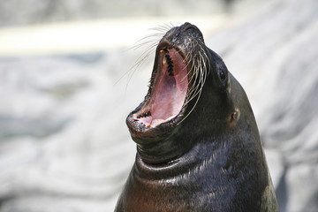 big mouthed sea lion