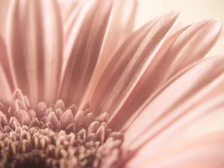 Keuken foto achterwand Bloemen gerbera close-up, macro (25)