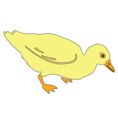  duckling vector illustration