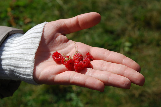 Fresh raspberries in the hand
