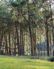 Fototapeta premium Pine tree forest at Pang Oung national park in Mae Hong Son, Thaialnd