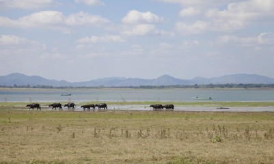 Fototapeta na wymiar Masses of buffalo walking on the lake shore