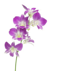 Fototapeta na wymiar purple orchids isolated on white background