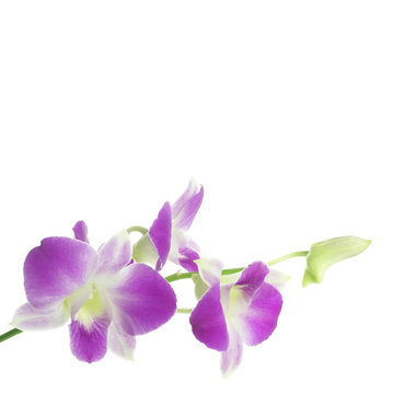 purple orchids isolated on white background