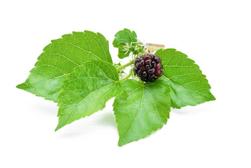 Mulberry with leaf Isolated on white background