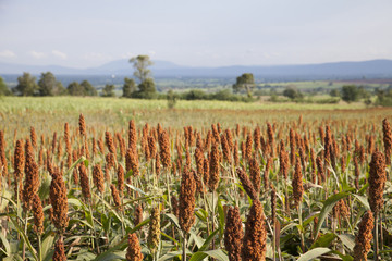 Millet field