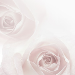sweet color roses in vintage style for flora background
