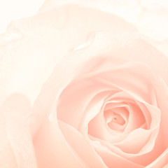 Fototapeta na wymiar sweet color roses in vintage style for flora background 