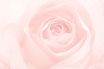 Fototapeta na wymiar sweet color roses in vintage style for flora background 
