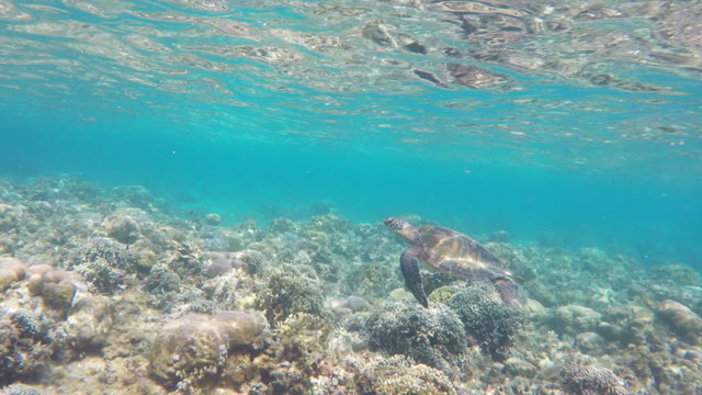 Sea turtle swimming by coral reef.Diving and snorkeling in the tropical sea.Travel concept,Adventure concept.