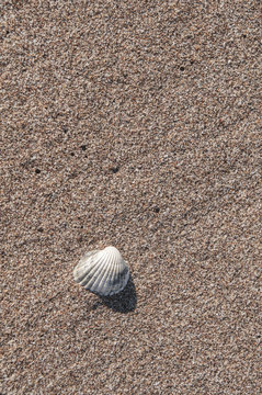 Shell on the beach