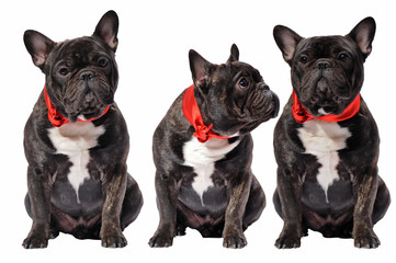French bulldog with red collar  Isolated on white background.