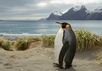 King penguin standing on the sandy beach, with snowy mountains and sea in background, South Georgia Island, Antarctica