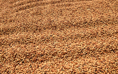 Coffee beans dried in the sun, Coffee beans raked out for drying prior to roasting