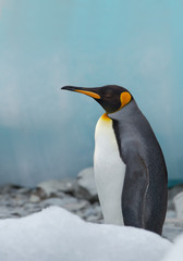 King penguin standing, with clean blue background, South Georgia Island, Antarctica