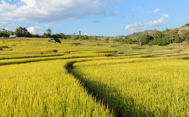 Traditional rice terraced fields in Chiang Mai,  Thailand
