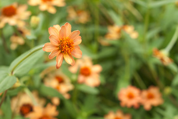 Nature background. Close-up orange flower on field.