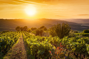 Naklejka premium Vineyard landscape in Tuscany, Italy. Wine farm at sunset