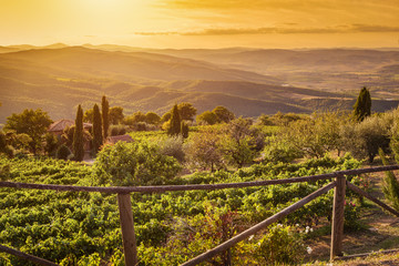 Fototapeta na wymiar Vineyard landscape in Tuscany, Italy. Wine farm at sunset