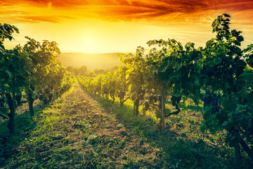 Vineyard in Tuscany, Italy. Wine farm at sunset. Vintage