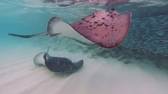 Big stingray hunting small fishes 50fps