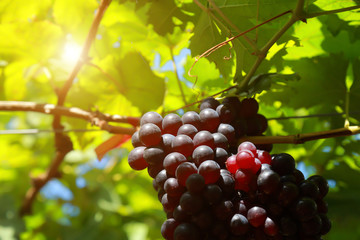 grapes in vineyard on a sunny day